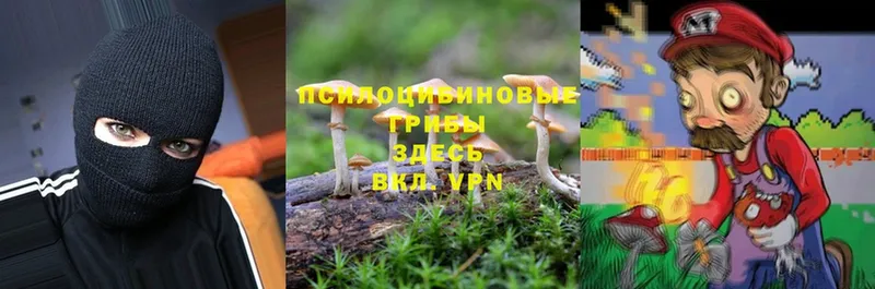 Псилоцибиновые грибы Psilocybe  Лосино-Петровский 